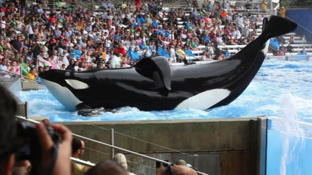 Islannin lipeiltä vuonna 1983 napattu Tilikum on ollut mukana useissa hyökkäyksissä, mukaan lukien kolmessa kuolemantapauksessa, mutta esiintyy yhä Orlandossa.